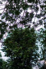Lush Green Tree Canopy Against Bright Sky Background