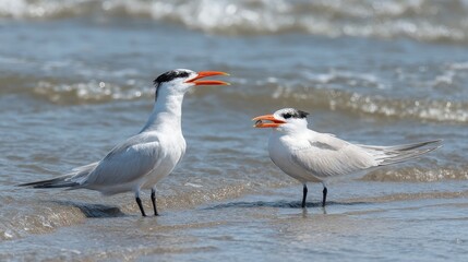 Fototapeta premium Two birds standing in the water, one of which is eating. The scene is peaceful and serene, with the birds enjoying their time by the water