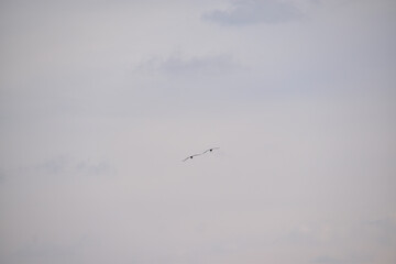 birds in the sky