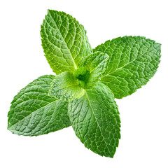 Fresh mint leaf secluded on a plain background cut out png