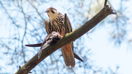 red tailed hawk