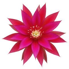 Fototapeta premium Vibrant magenta cactus flower blooms with intricate petal structure and yellow center isolated on transparent background