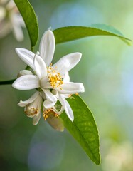 Obraz premium Close-up of delicate white citrus blossoms