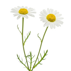 Two delicate chamomile flowers bloom against a dark backdrop detailed botanical photography isolated on transparent background