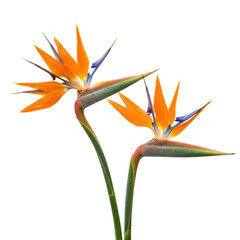 Two vibrant bird of paradise flowers majestic blooming against a stark contrasting background isolated on transparent background