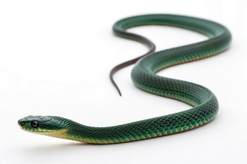 Obraz premium Green Snake Slithering Across a White Surface in Natural Light