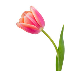 Naklejka premium Single pink tulip bloom with green stem and leaf isolated isolated on transparent background
