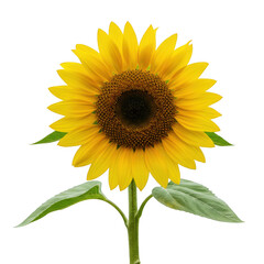 Obraz premium Vibrant sunflower blooming with green leaves against a dark backdrop isolated on transparent background