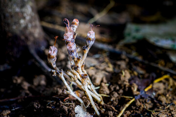 Close up view of unique ghost orchid flowers emerging from the forest floor, showcasing their translucent petals and intricate details.Nature’s Illusion A Mushroom That Looks Like an Owl