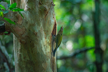 A colorful woodpecker perches on a tree trunk to feed its young in a hollow. In a lush forest, the bird’s green contrasts beautifully with the natural tones of the trees and blurred green leaves
