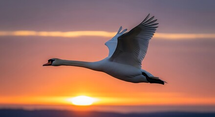 Swan Soaring at Sunset - A Moment of Grace and Beauty.