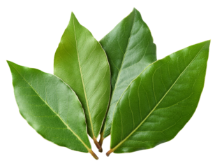 Fresh Bay Leaves – Aromatic & Handpicked Culinary Herb isolated on a plain surface