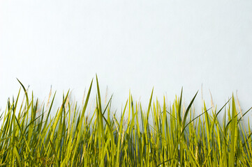 Close up view of lush green grass blades against a bright sky