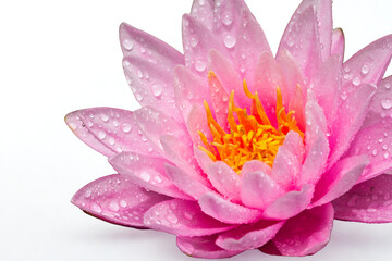 Close up of a delicate pink water lily with morning dew drops