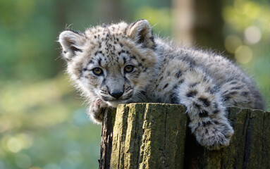 Adorable Fox Cub on a Log
