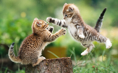 Playful Jumping Kittens