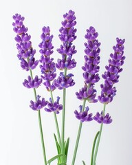 Obraz premium Lavender bouquet close-up isolated on white, used for aromatherapy or decoration