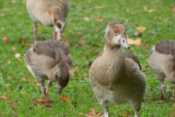 Junge Nilgänse
