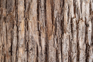 old wooden texture resents a close-up of tree bark with brown tones. No people. Full-frame composition, earthy color tone. Realistic style, background is tree bark