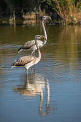 Vertical view with reflection of juvenile phoenicopterus roseus aka greater flamingo birds  standing in brackish pond water in late afternoon