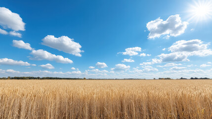 Obraz premium Golden grass field under soft clouds, tranquil nature scene with bright sunlight