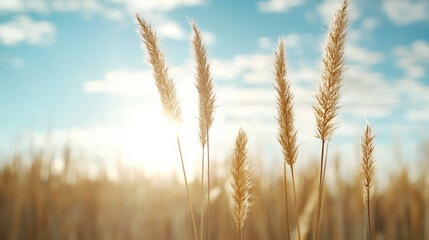 Fototapeta premium Golden hour sunlight illuminates tall grass against blue sky, creating serene atmosphere
