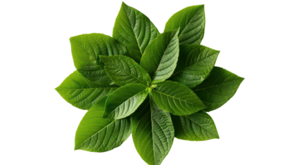 Arrangement of lush green leaves forming a circular pattern against black background leaf plant, Png On White Background, Isolated on Transparent Background, Cut Out