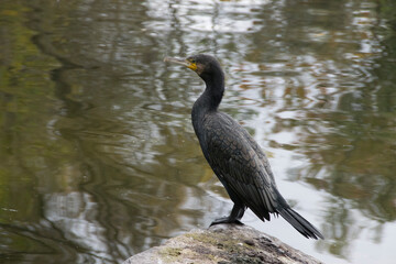 Kormoran auf Stein an Ufer sitzend