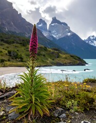 Tall pink flower blossoms against a backdrop of mountains and a bay