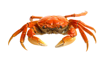 Bright orange cooked crab isolated on black, facing forward