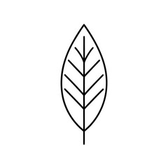 Minimalist outline of a single leaf with veins drawn on transparent background