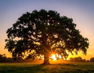 Majestic oak silhouette against a vibrant sunset in a grassy field
