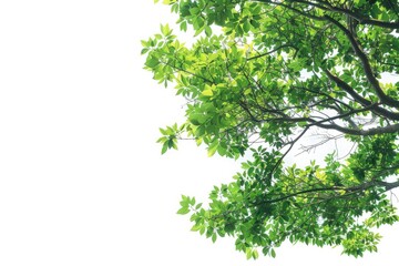 Obraz premium Tree's fresh leaves against a clear sky - for nature, ecology or environmental usage
