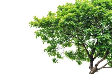 Obraz premium Tree's Canopy against White Sky, Nature Backdrop for Design, Isolated Elements