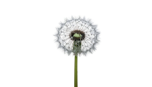 たんぽぽの種」の写真素材 | 358,039件の無料イラスト画像 | Adobe Stock