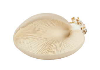 Isolated oyster mushroom, underside and stem with developing pinheads, viewed from an angle