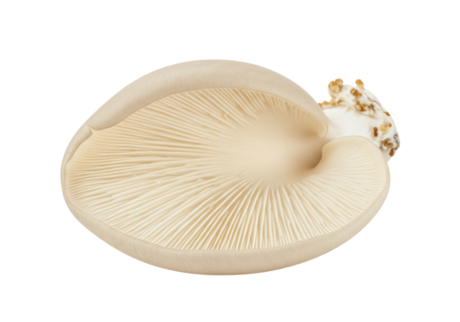 Isolated oyster mushroom, underside and stem with developing pinheads, viewed from an angle