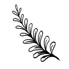 Hand drawn botanical drawing. Doodle sketch vector illustration.