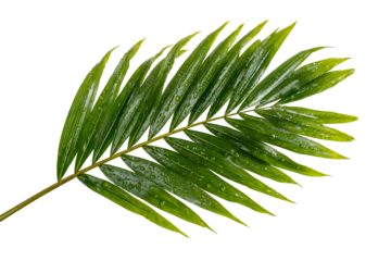 Green palm frond with water droplets isolated on transparent background