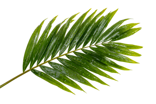 Green palm frond with water droplets isolated on transparent background