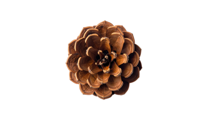 Top view of pine cone isolated on solid white background Png form