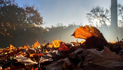 朝の光に照らされた落ち葉の静かな風景　generative ai