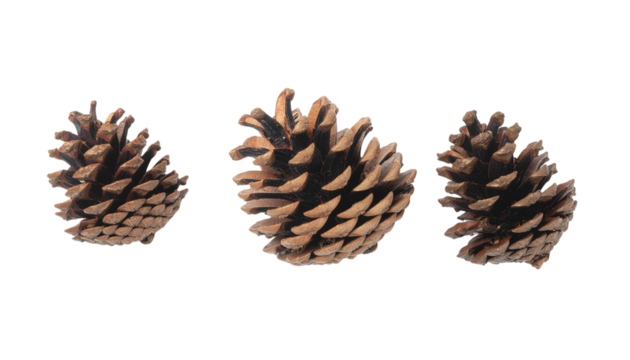 Top view of pine cone isolated on solid white background in Png