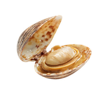 Open clam shell with meat isolated on transparent background