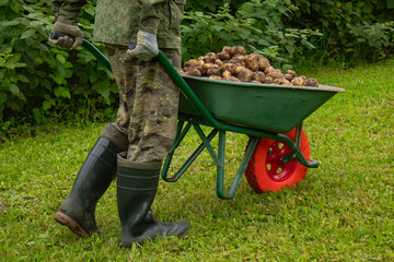 A garden wheelbarrow full of potatoes. There are a lot of potatoes in the green wheelbarrow.