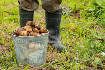 A man in rubber boots stands near a full bucket of potatoes. There are many potatoes in the bucket. Harvesting potatoes.