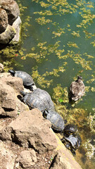 Group of turtles resting on rocks near a pond with a duck swimming close by. Natural outdoor scene with sunlight, green water, and aquatic vegetation