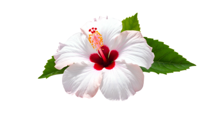 White hibiscus bloom, dark red center, bright green leaves