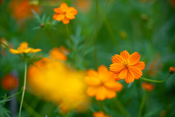 황화코스모스의 만개