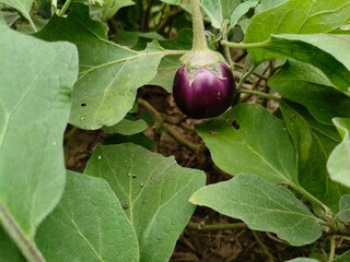 Close up shot of brinjal hanging on plant.